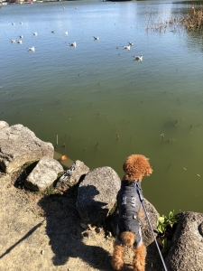 池の中をのぞきこむ