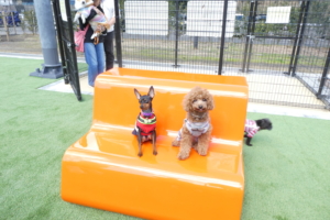 ミニピンのチロちゃんとパチリ