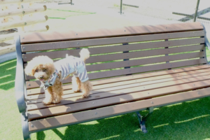 ベンチも新しくなりました