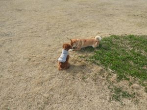 柴犬の子にはボールを取られてしまいました