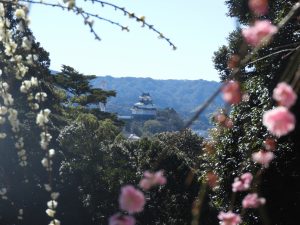 梅の奥に掛川城