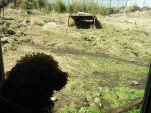 まったりなトラを見るふうた