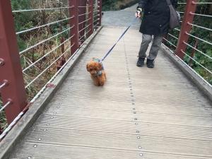 意外と平気に歩いてます