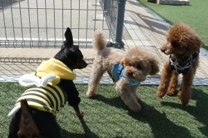 ふうたは一番左の子にずきゅんときたらしい