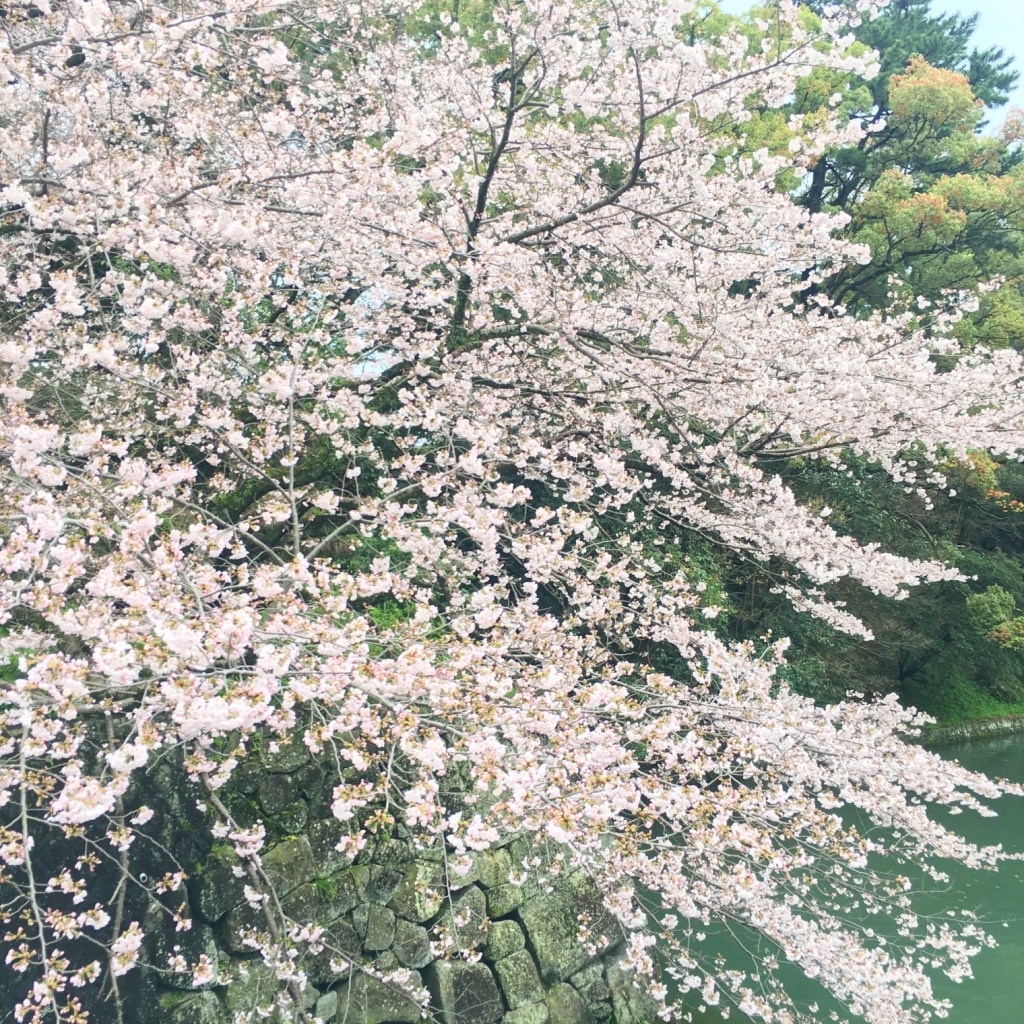 駿府城公園の桜