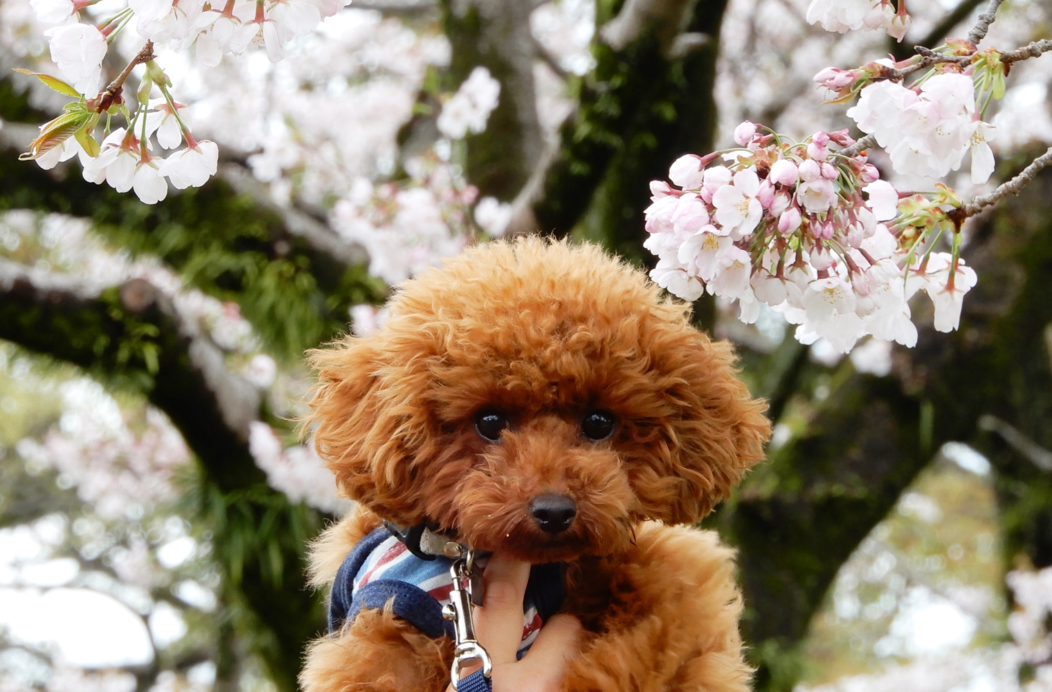 駿府城公園へ桜を見ながらお散歩してきたよ（静岡市）