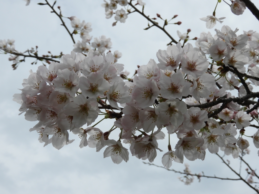 桜が満開です