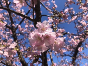 淡いピンクでとてもきれい