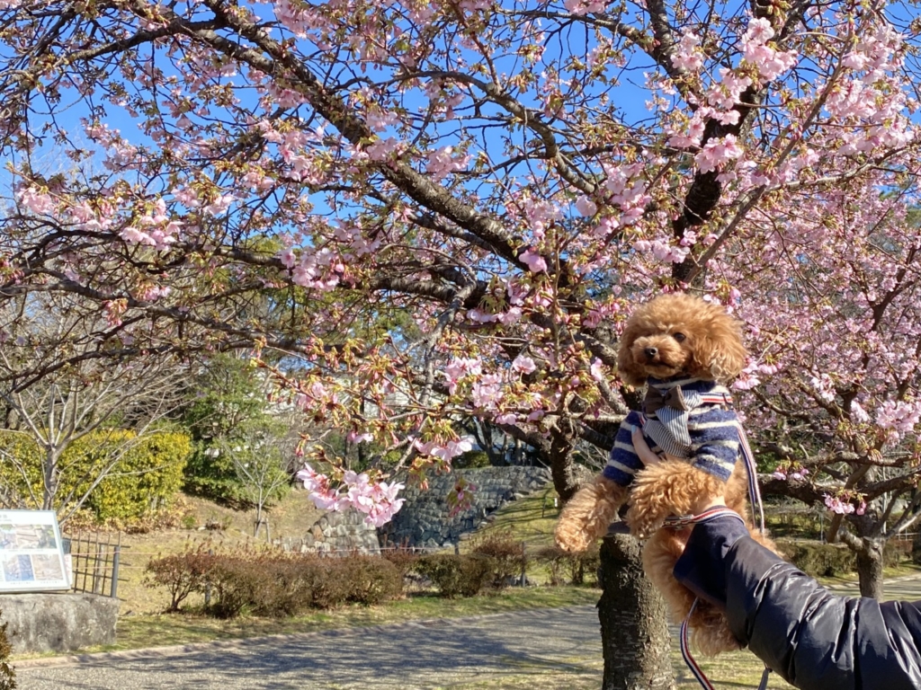 伊東小室桜