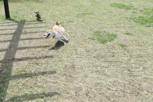 柴ちゃんとおいかけっこ