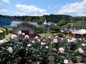 今年はバラがすこし早め