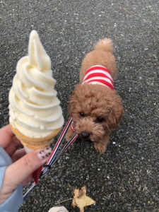 栗ソフトクリーム