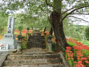 階段の左右にもきれいな彼岸花