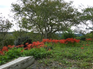 赤の色が濃くてきれい