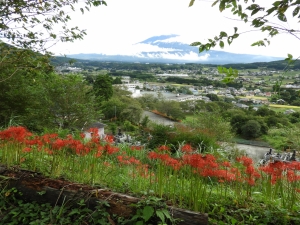 たくさん咲いています