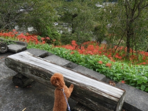 彼岸花をのぞくふうた