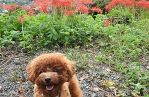 興徳寺で彼岸花を見ながらお散歩（富士宮市）