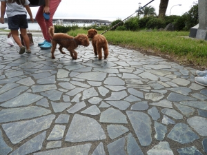 トイプーちゃんとご挨拶