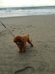 なんとなく海へ行かない