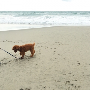 あまりお気に召さないようでした