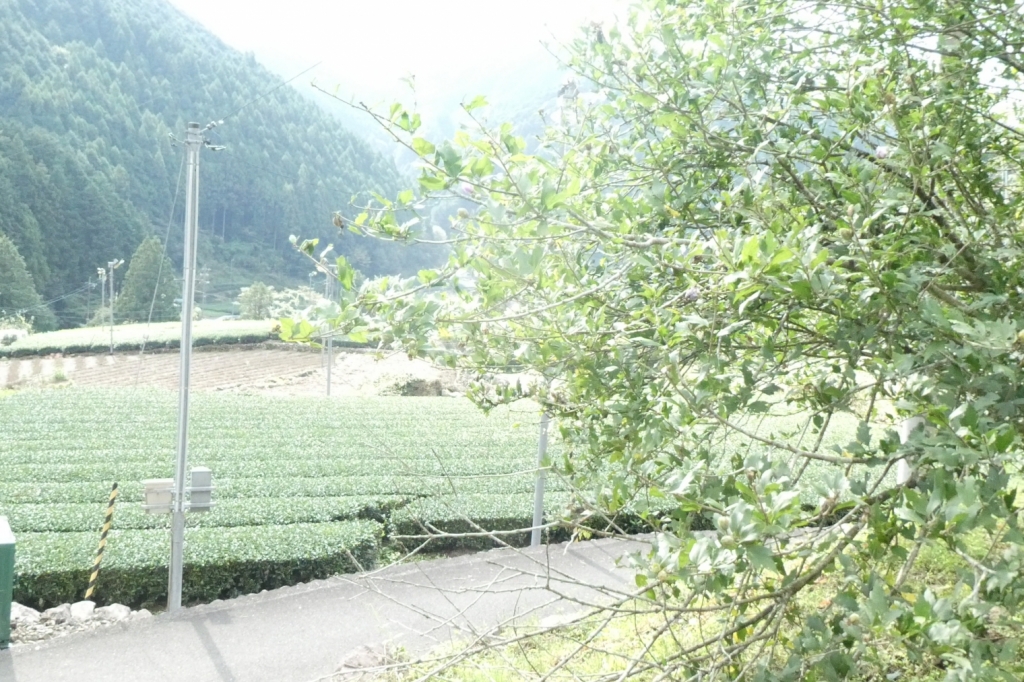 周りは茶畑のきれいな風景が見れます