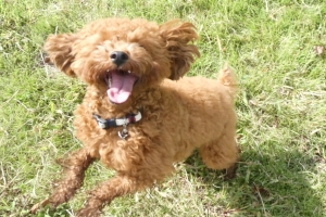 ぼく、楽しかったよ