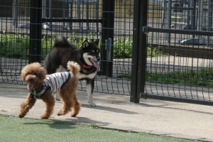 7ヶ月の黒柴ちゃんと遊んだよ