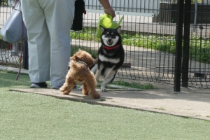 年下と見ると俄然やる気のふうた
