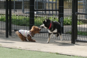 年下と見ると俄然やる気のふうた