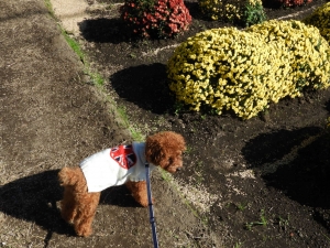 ざる菊とふうた