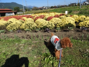 いろいろなざる菊が咲いています