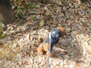 がんばるふうた