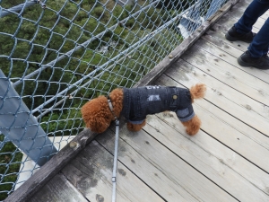 下を見下ろすふうた