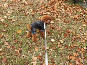 ここからさらに歩きます