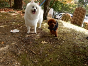 白いわんちゃんと