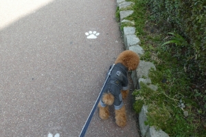 スロープにわんちゃんの足跡が