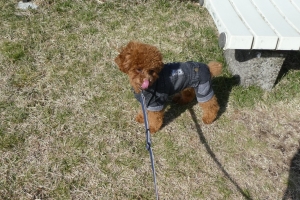 楽しめたかな？