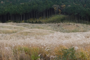 見頃は過ぎたけどまだまだきれいです