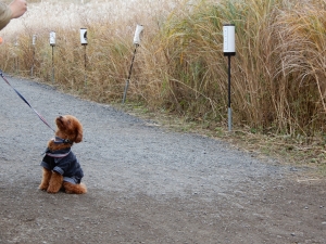 ふうたとすすき