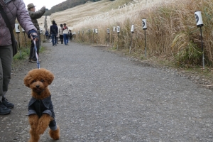 ふうたとすすき