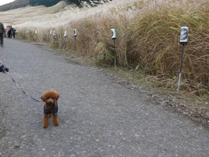 ふうたとすすき