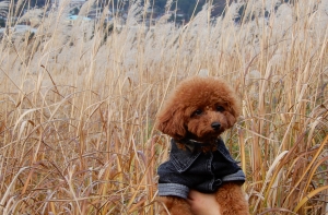 箱根仙石原のススキを見ながらお散歩