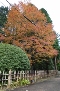 紅葉がとてもきれいでした