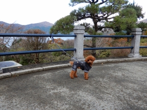 芦ノ湖も見えますよ