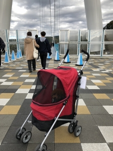 さあ、橋渡るよー