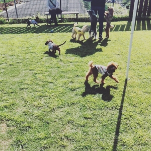 わんちゃんもたくさんいたよ