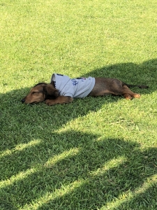 ダックスのベルくん