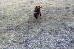 テンション高いふうた