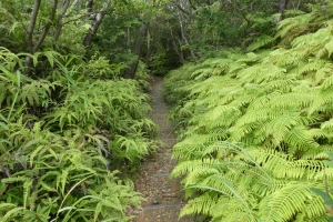 夏はちょっと葉がしげっています
