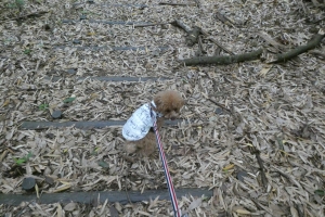 うんしょうんしょ